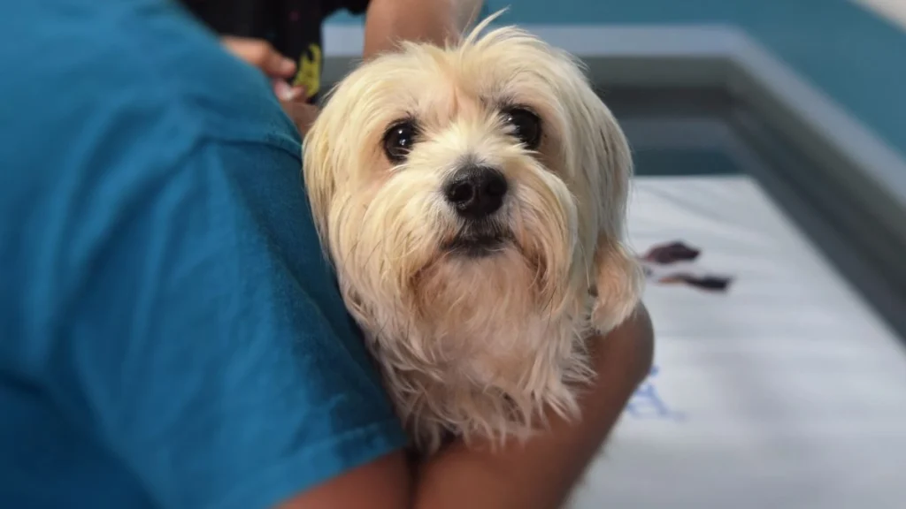 Veterinary Clinics and Pet Stores