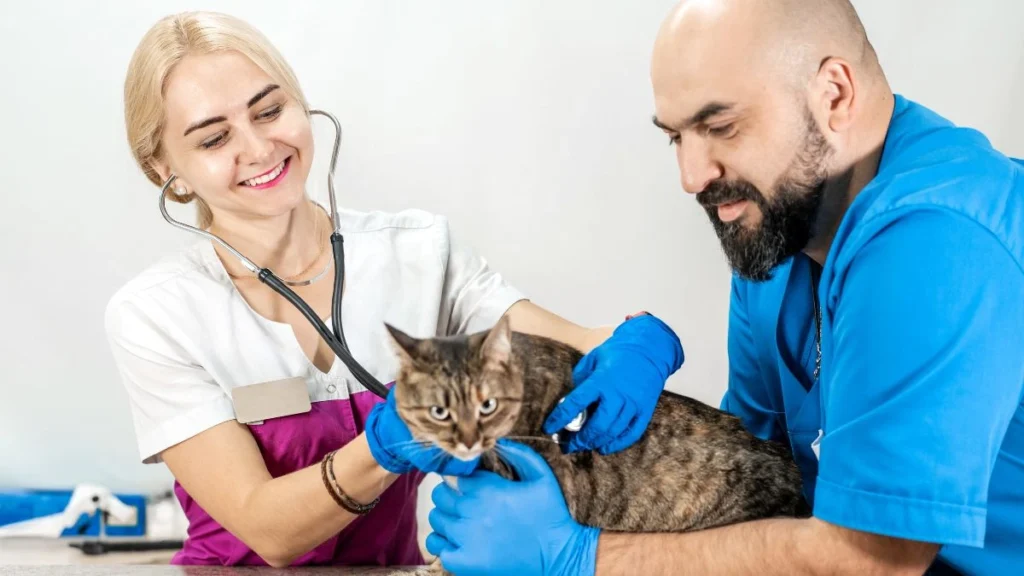 Why Pets Need Their Own Health Care Fund