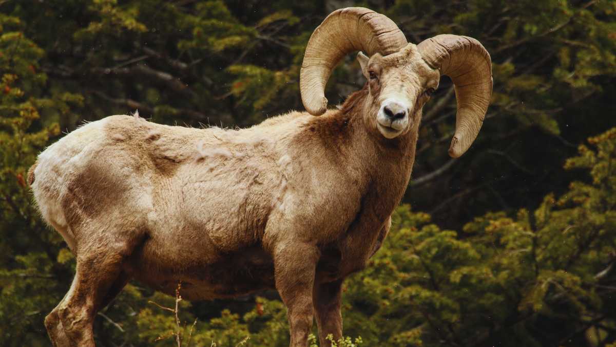 Colorado State Nickname