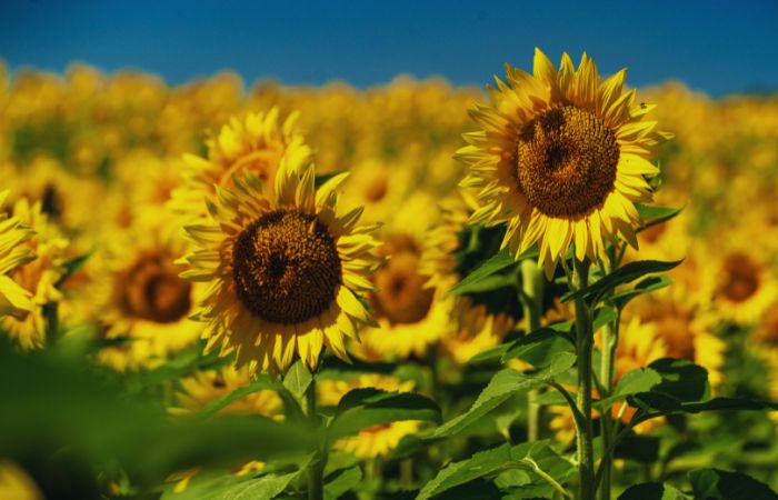 Kansas Agriculture Slogans