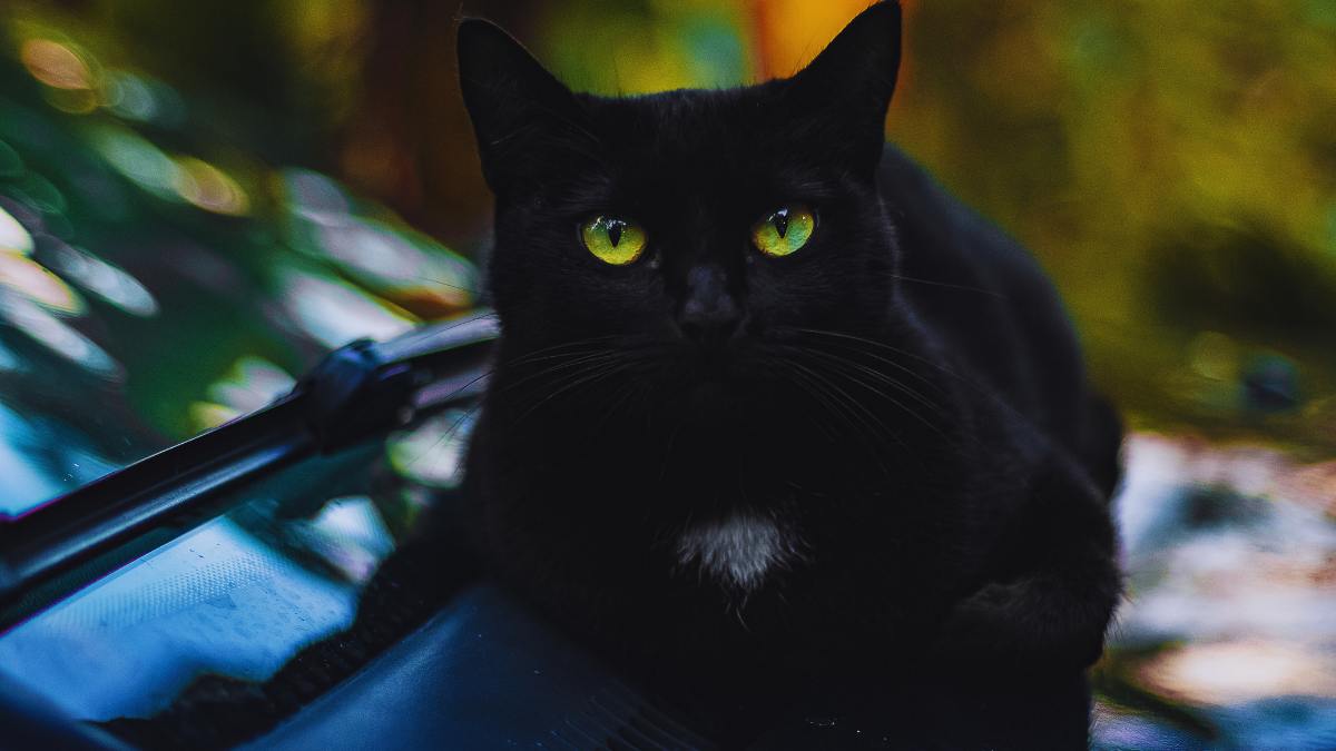 Names for a Black Cat with Green Eyes