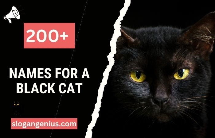 Names for a Black Cat