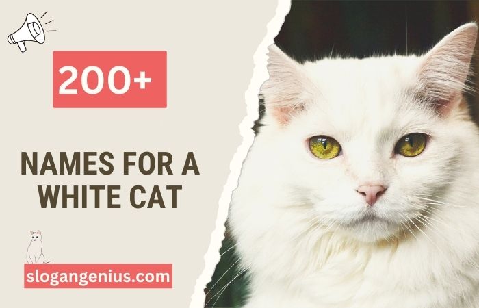 Names for a White Cat