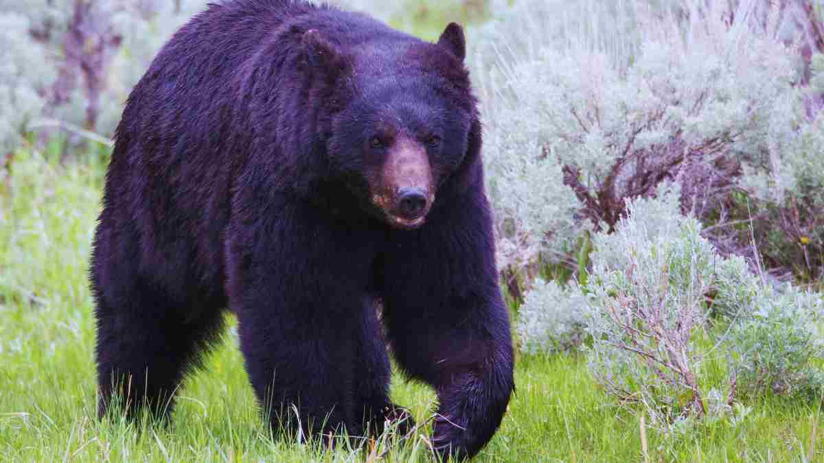 New Mexico Nicknames